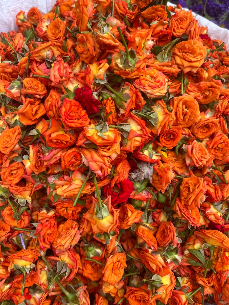 Rose Petals