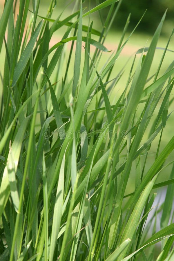 Elephant Grass
