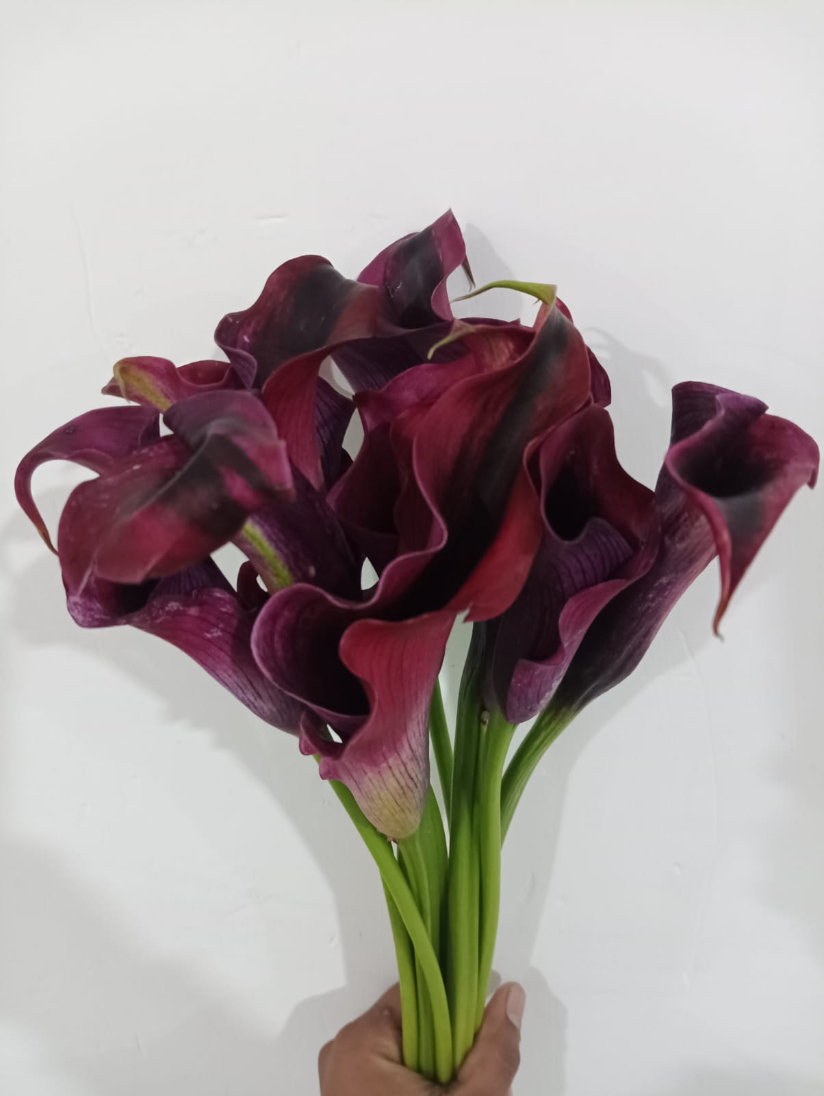 Calla Lily