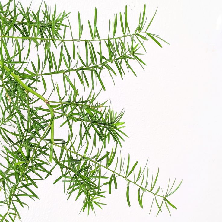 Delhi Asparagus