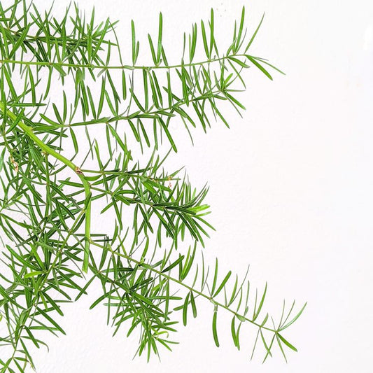 Delhi Asparagus