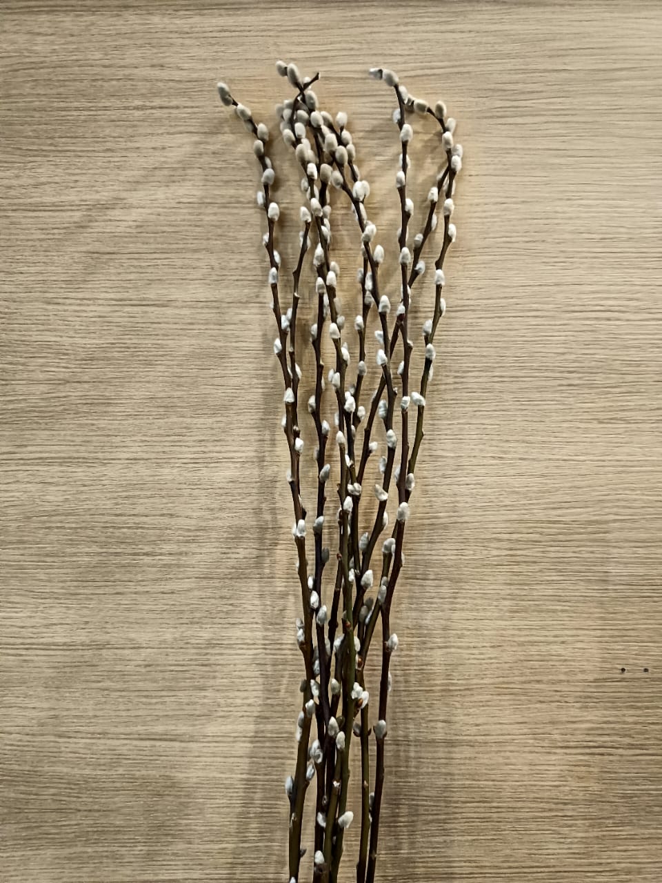 Pussy Willow