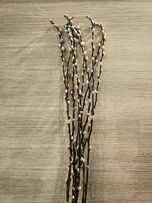 Pussy Willow