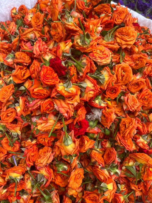 Rose Petals