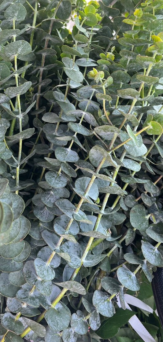 Eaucalyptus