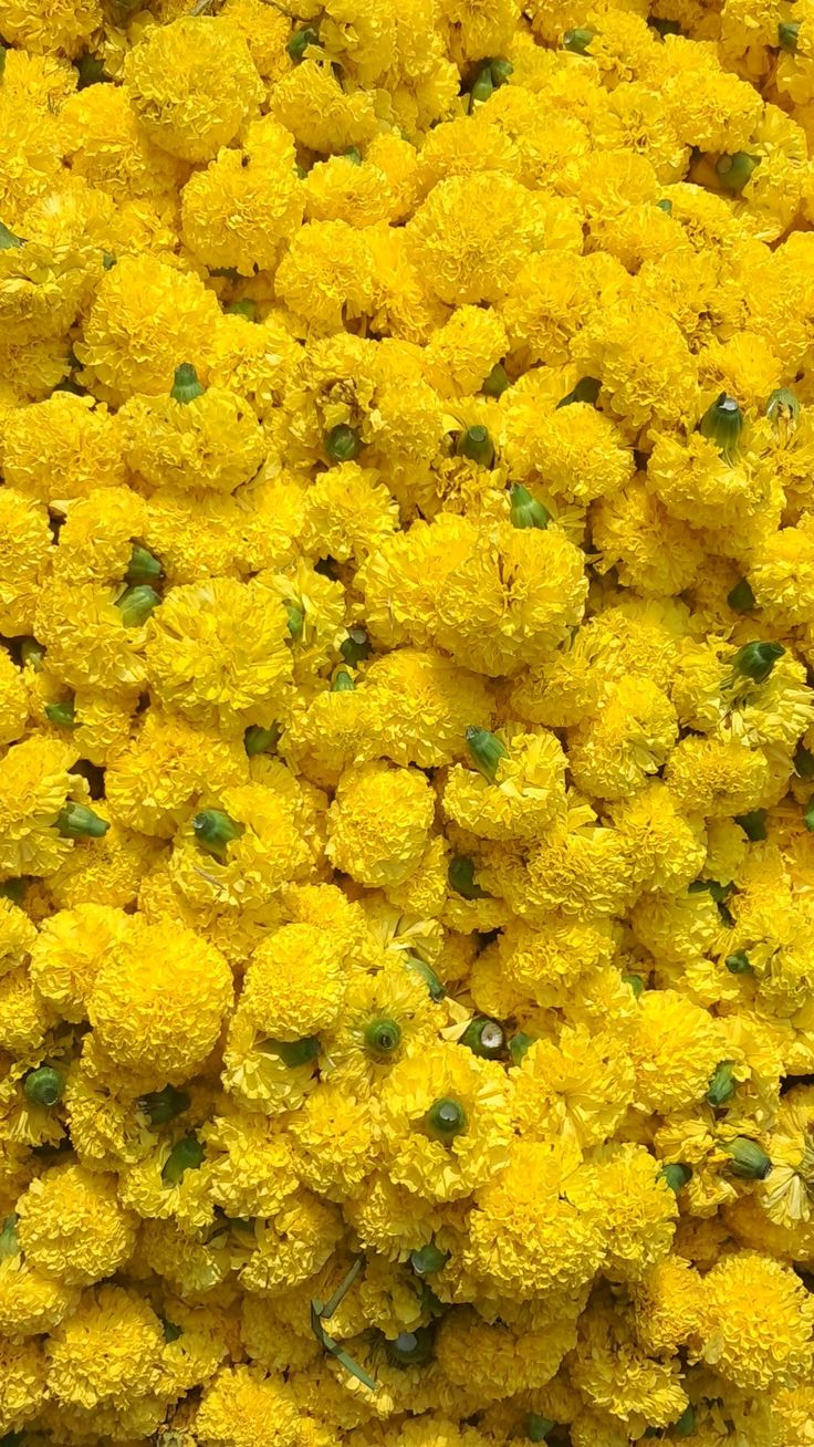 Marigold Flowers Loose