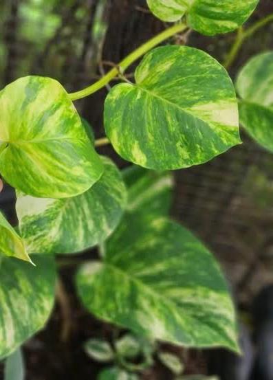 Money Plant